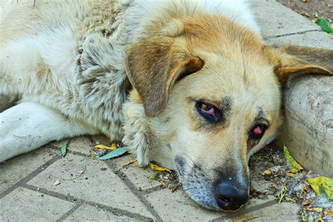 Surgical Management of Third Eyelid in Dogs - Procedure, Efficacy ...