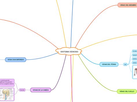 Sistema Venoso Mapa Mental Amostra