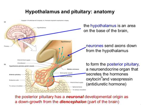 Physiology Of The Hypothalamus And Pituitary Flashcards Quizlet