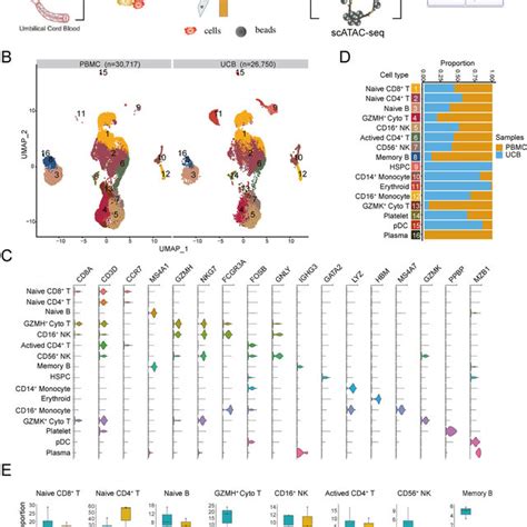 Single Cell Transcriptome Profiling Of Adult Pbmcs And Neonatal Ucb