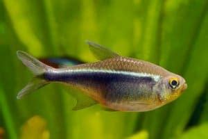 Tetra Fish Types 17 Most Popular Species Of Tetras Fishkeeping World