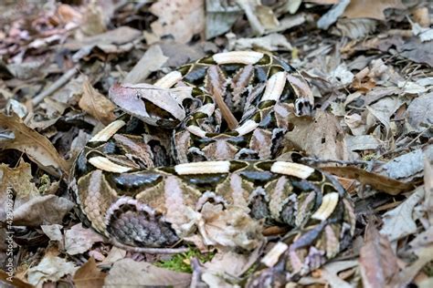 Female Gaboon Viper Snake Bitis Gabonica On Forest Floor Stock Photo