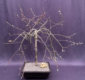 Flowering Weeping Pussy Willow Bonsai Tree Salix Caprea Pendula