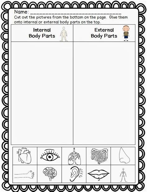 Internal And External Organs Worksheet