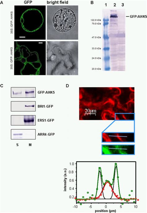 A Confocal Images Of Arabidopsis Protoplasts And Tobacco Nicotiana