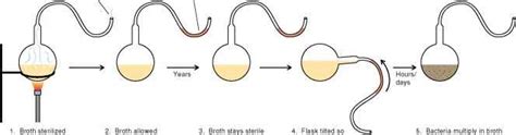 Biology 2215 Exam 1 Swan Neck Flask Experiment Diagram | Quizlet