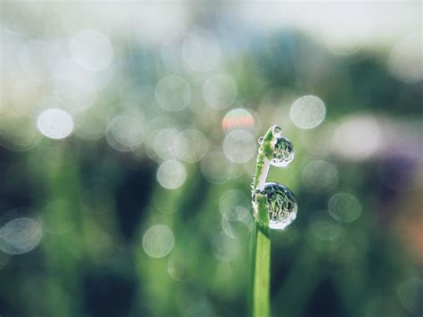 Banco De Imagens Agua Natureza Grama Solta Orvalho Plantar Luz