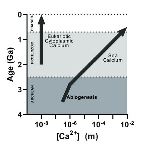 Calcium Concentration As A Function Of Time In The Sea And In