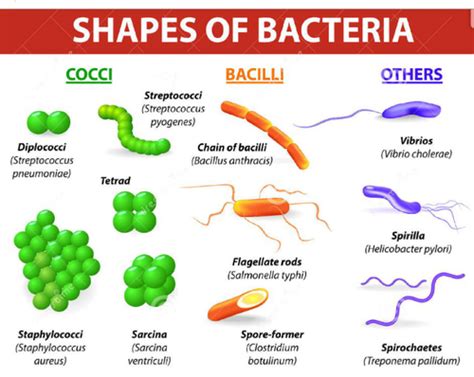 Clinical Microbiology Flashcards Quizlet