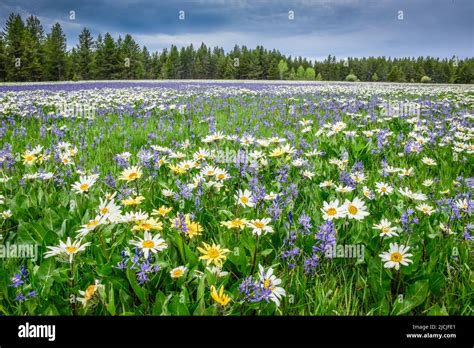 Flores silvestres camas y wyethia o mulos florecen en profusión en un