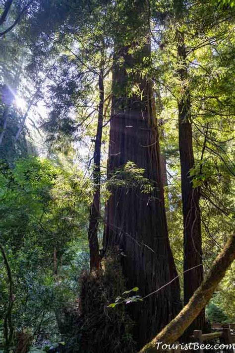 Muir Woods Beautiful Sunlight Coming Though The Redwood Trees