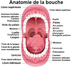 Top 35 Imagen Aphtes Au Fond De La Langue Fr Thptnganamst Edu Vn