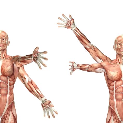 Free Photo 3d Male Medical Figure Showing Shoulder Circumduction