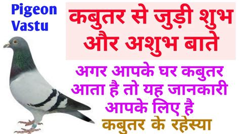 Kabootar Ka Ghar Me Anna Shubh Ya Ashubhpigeon Kabootar Vastu Tips