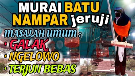 Cara Mengatasi Murai Batu Ngeruji Saat Lomba Solusi Ampuh Youtube