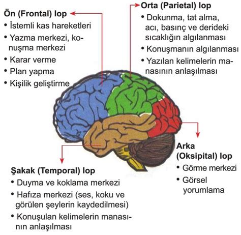 Merkezi Sinir Sistemi 11 Sınıf Biyoloji Konu Anlatımı Ders Notları