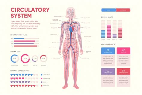 Infografía Del Sistema Circulatorio Dibujado Vector Gratis