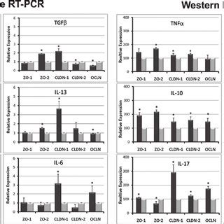 Expression Of Tj A C And Aj D F Mrna And Proteins In Hce Cells