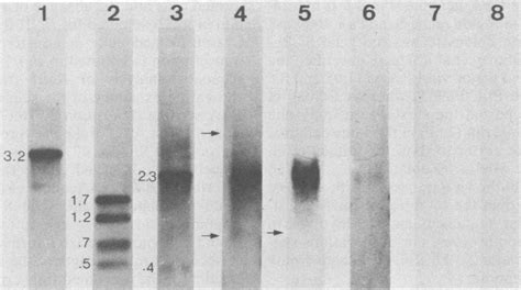 Hybridization Of Polya Rna From Transformed Cells With 32p Labeled