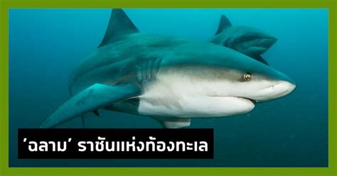 คลังความรู้ By Spokedark ราชันแห่งท้องทะเล สาระน่ารู้ของ ฉลาม ที่