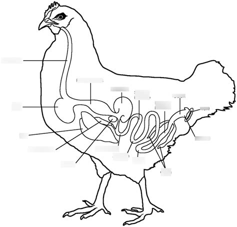 Chicken Anatomy Diagram Quizlet