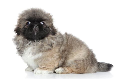 Pekingese Puppy Close Up Portrait Stock Image Image Of Fluffy Funny