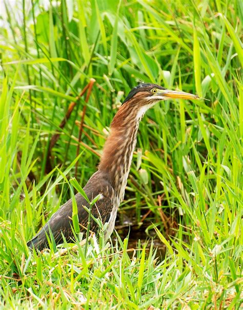 NW Bird Blog: Green Heron