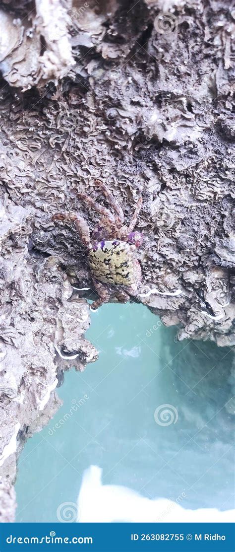 Poison Crab stock image. Image of removed, crab, poison - 263082755