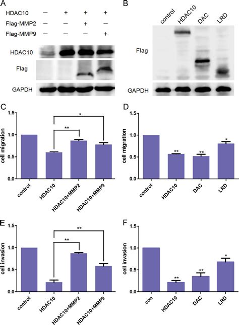 HDAC10 Inhibits HeLa Cell Migration And Invasion By Down Regulating