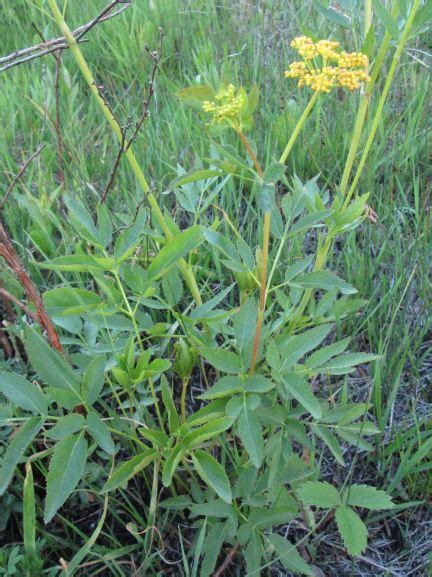 Golden Alexander Prairie Shore Botanicals Laura Reeves