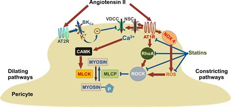 The Role Of Pericytes In Brain Disorders From The Periphery To The