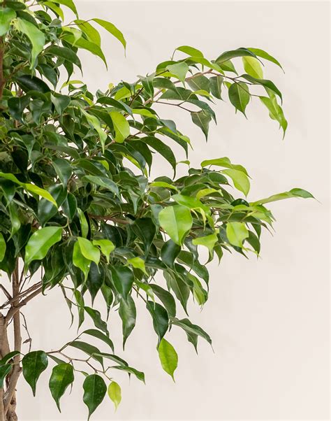 Buy Ficus Benjamina Wintergreen Weeping Fig Tree Online