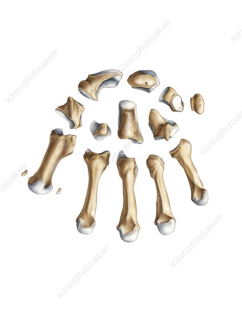 Wrist and metacarpus bones, artwork - Stock Image - C020/9128 - Science ...