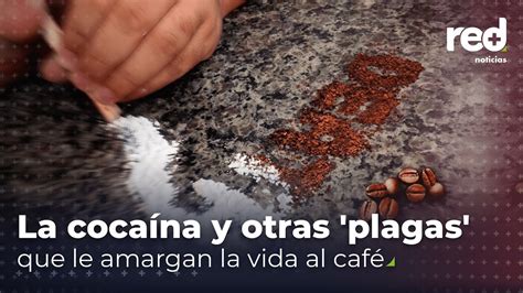 La historia de cómo la cocaína y otras plagas le amargan la vida al