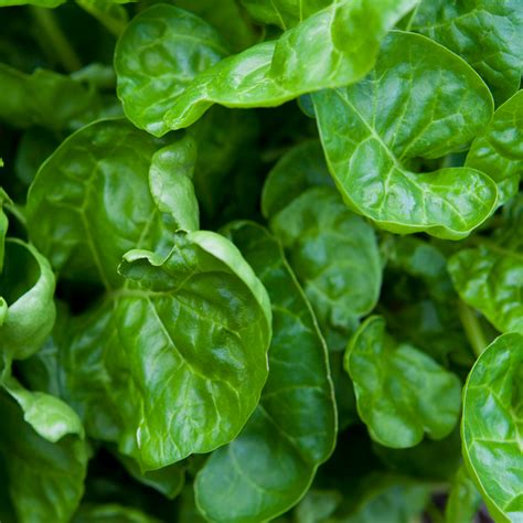 Buy Perpetual Spinach Seeds J Parkers Dutch Bulbs