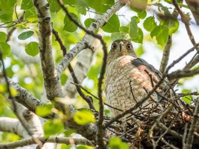 Cooper's Hawk Nesting (All You Need To Know) | Birdfact