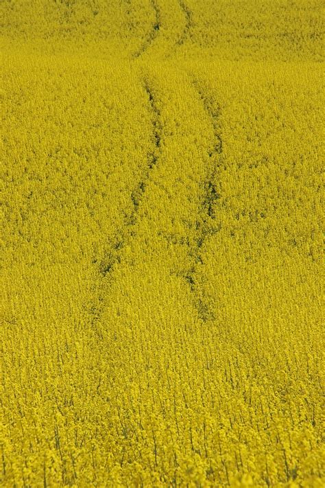 Oilseed Rape Field Of Rapeseeds Free Photo On Pixabay Pixabay