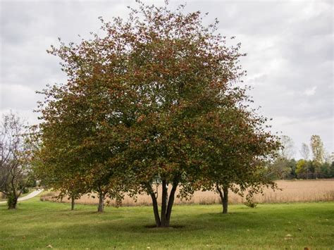 Crataegus Pinnatifida Chinese Hawthorn Greenleaf Nurseries