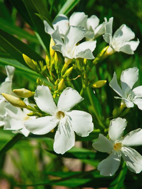 Tropical White Oleander Plant Nerium Oleander Urban Perennials