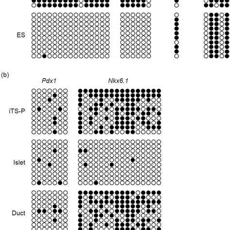 Bisulfite genomic sequencing. (a) Bisulfite genomic sequencing of the ...