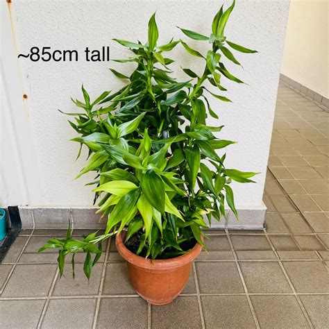 Dracaena Fragrans Cornstalk Dracaena Plant Furniture Home Living