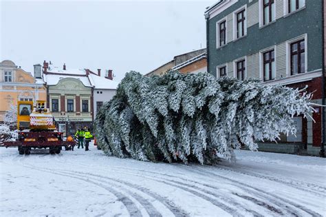 Choinka Zaj A Ca Jezdni Akcja Udana Wi Teczne Drzewko Trafi O Na