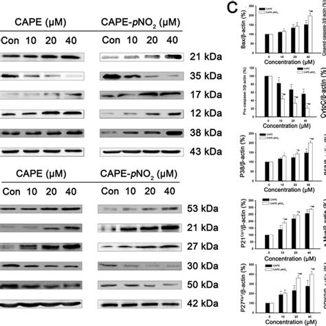 Regulation Of Apoptosis Related And Cycle Related Proteins By Cape And