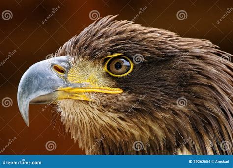 Raptors Stock Photo Image Of Predator Raptor Carnivorous 29262654