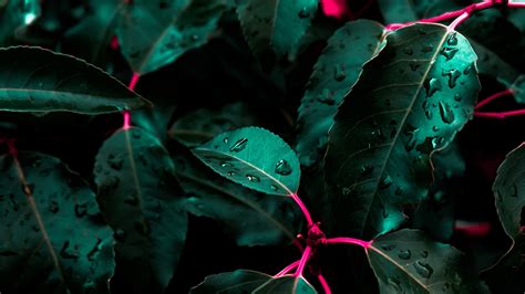 Wallpaper Green Plant Botany Petal Terrestrial Plant WQHD QHD 16