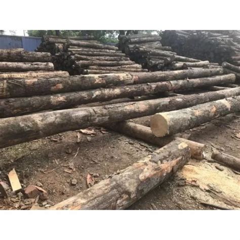 Feet Brown Inch Round Pine Wood Logs At Rs Cubic Feet In