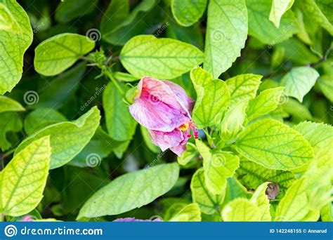 Primer Tirado De La Flor Rosada Del Hibisco En Una Rama Entre Las Hojas