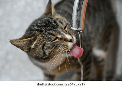 689 Cat Drinking Tap Water Images, Stock Photos & Vectors | Shutterstock