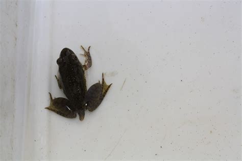 The Ephemeral Pools Project – The Herp Project