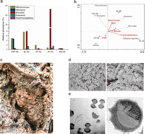 A Relative Abundances Of Nitrifiers And Anammox Bacteria In The